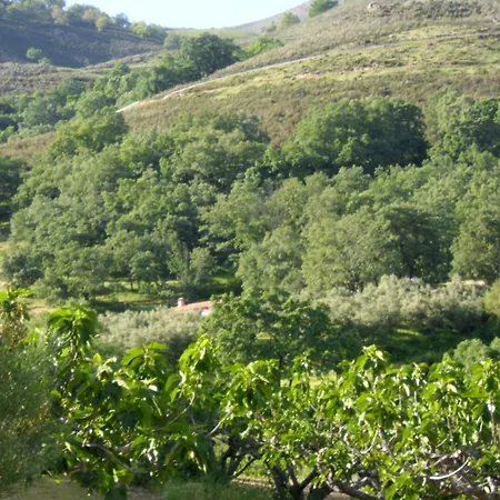 Acebo El Raso